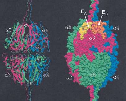 These epitopes reside mainly in the a3(iv) NC1 domain.