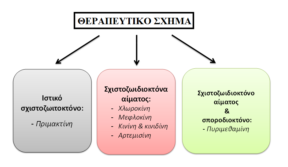 Για να κατανοηθούν τα φάρμακα και η λογική πίσω από τη θεραπεία των πασχόντων από ελονοσία, είναι σημαντικό να κατανοηθεί ο κύκλος ζωής του παρασίτου της ελονοσίας. Σχήμα 34.