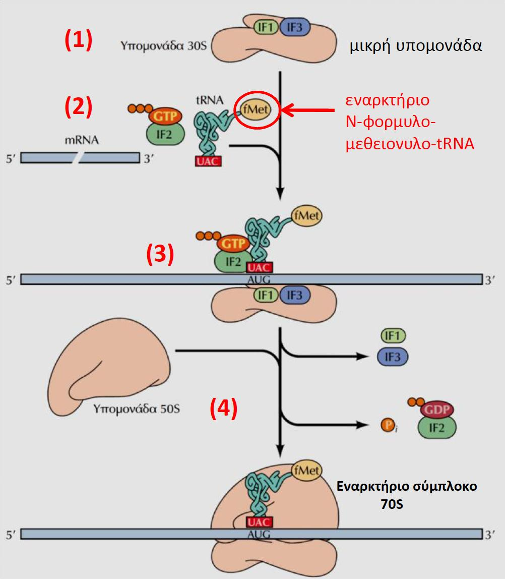 Ἐναρξη της μετάφρασης στα βακτηριακά mrna 1. Στην μικρή ριβοσωμική υπομονάδα 30S, προσδένονται οι παράγοντες έναρξης IF1 & IF3 2.