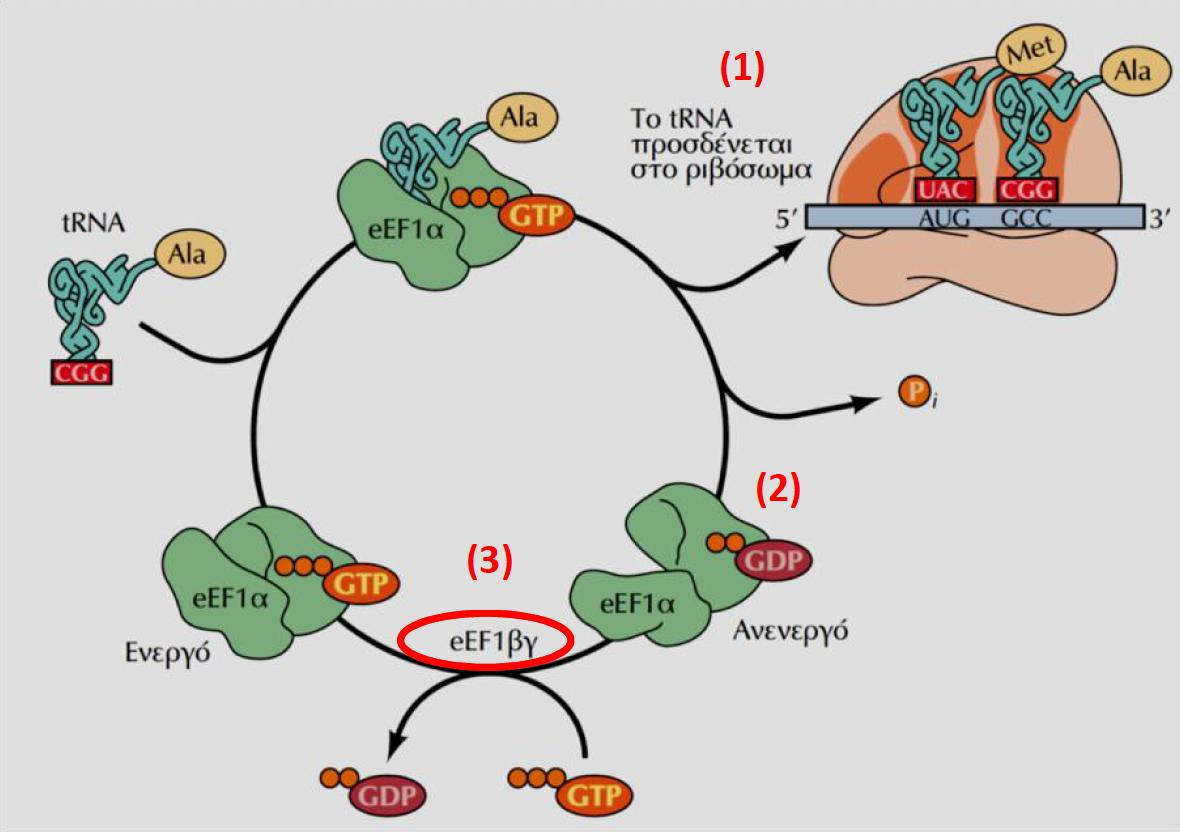 Οι GTPασες ως μοριακοί διακόπτες GAP GEF RAS and RHO GTPases in G1-phase cell-cycle