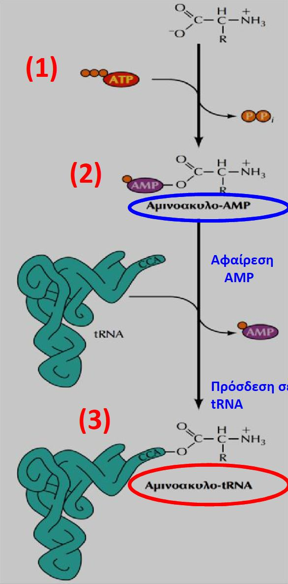 Mηχανισμός πρόσδεσης αμινοξέων στα trna Συνθετάσες των αμινοακυλο-trna. Κάθε μία αναγνωρίζει ΜΟΝΟ ένα αμινοξύ & ένα ή περισσότερα trna και τα συνδέει μεταξύ τους 1.