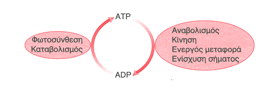 Αποτελεί το βασικό τρόπο ανταλλαγής ελεύθερης ενέργειας στα βιολογικά συστήματα.