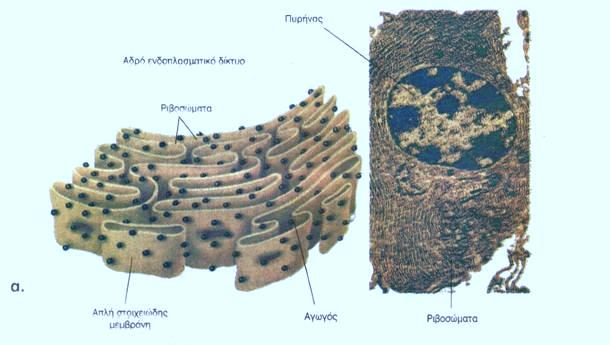 7. Τι είναι το ενδοπλασματικό δίκτυο, ποιες οι μορφές του και ποιος ο ρόλος του; Το ενδοπλασματικό δίκτυο είναι ένα σύστημα μεμβρανών που συνδέονται με την πλασματική και την πυρηνική μεμβράνη, στα