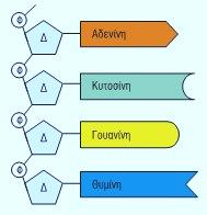 1. Ποια η δομή του DNA; Τι καθορίζει την γενετική πληροφορία; Τα νουκλεϊκά οξέα δομούνται από απλούστερες επαναλαμβανόμενες μονάδες, τα νουκλεοτίδια.