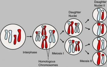 3. Τι είναι η μείωση; Τα γεννητικά κύτταρα, οι γαμέτες, των διπλοειδών οργανισμών που αναπαράγονται με αμφιγονία προκύπτουν με ένα διαφορετικό είδος κυτταρικής διαίρεσης, τη μείωση. 4.