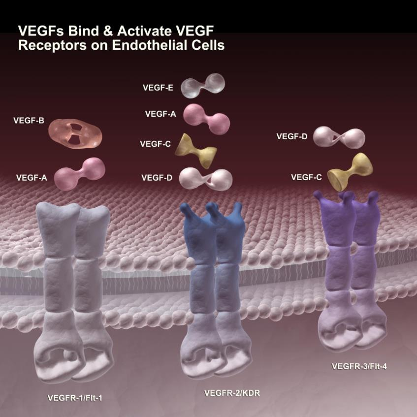 VEGF family: (VEGF-A, VEGF-B, VEGF-C, VEGF-D, VEGF-E) Τρεις διαφορετικοί υποδοχείς VEGF receptor 1 = Flt-1 VEGF receptor 2 = Flk-1 or