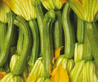Cucurbita pepo sp. Αμερική Δυσκολία Μέτρια 17 ΚΟΛΟΚΥΘΑΚΙ Τα κολοκύθια είναι υγιεινά λαχανικά πλούσια σε μέταλλα και με λίγες θερμίδες.
