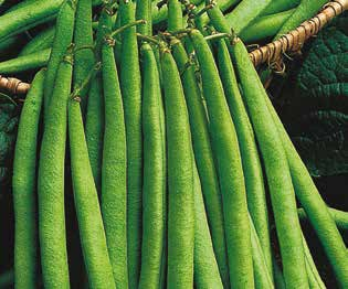 Phaseolus vulgaris Κεντρική Αμερική Δυσκολία Χαμηλή 02 ΦΑΣΟΛΙ Τα φασόλια είναι ένα τρυφερό λαχανικό που μπορεί να συνοδεύει κρέας ή να σερβιριστεί ως ορεκτικό.
