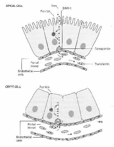 ΑΠΟΡΡΟΦΗΣΗ ΤΟΥ Fe (3) q Τα κύτταρα του εντερικού βλεννογόνου μπορούν είτε να αποθηκεύσουν το Fe σαν φερριτίνη (ο Fe θα αποβληθεί με τα κόπρανα όταν τα κύτταρα πεθάνουν) είτε να τον μετακινήσουν προς