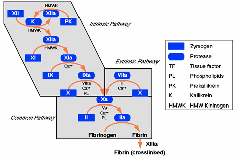 Το ενδογενές και εξωγενές μονοπάτι καταλήγουν στην ενεργοποίηση του παράγοντα X και από εκεί σε ένα κοινό μονοπάτι, το οποίο οδηγεί στην παραγωγή της θρομβίνης (παράγοντας IIa).