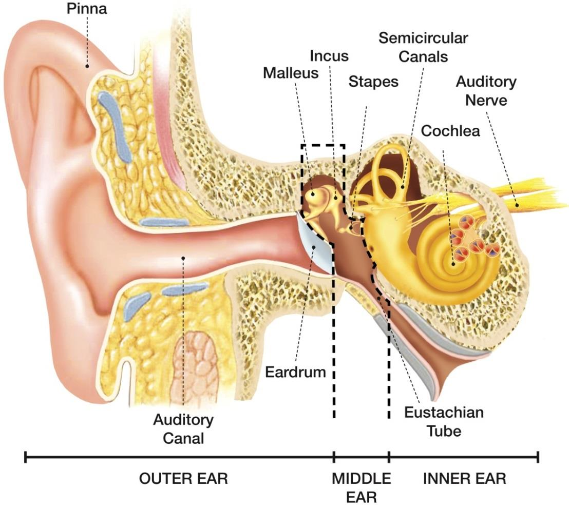 ΚΕΦΑΛΑΙΟ 1 Το Ανθρώπινο Αυτί και τα Φυσικά Χαρακτηριστικά του Γενικά Το αυτί είναι το πρώτο αισθητήριο όργανο που είναι έτοιμο να λειτουργήσει στο έμβρυο.
