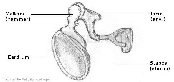 1.2.1 Τυμπανική Μεμβράνη (Tympanic Membrane) Η τυμπανική μεμβράνη, γνωστή και ως τύμπανο (eardrum), είναι μια σχετικά διαφανής, κυρτή μεμβράνη με επιφάνεια περίπου 80 mm 2, που αποτελείται από τρία