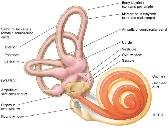 1.3 Ανατομία του Αυτιού: Εσωτερικό Αυτί Το εσωτερικό αυτί εντοπίζεται βαθιά στο πλάγιο μέρος του κρανίου και περικλείεται από ένα πυκνό οστό που αποκαλείται οστέινος λαβύρινθος (bony labyrinth).