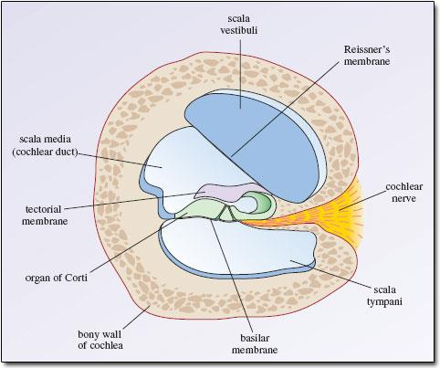 1.3.2 Κοχλίας (Cochlea) Ο κοχλίας είναι ένα σύστημα αγωγών που είναι τυλιγμένοι σε σχήμα σαλιγκαριού, σχηματίζοντας δυόμισι έλικες. Ο όγκος του είναι γύρω στα 0.
