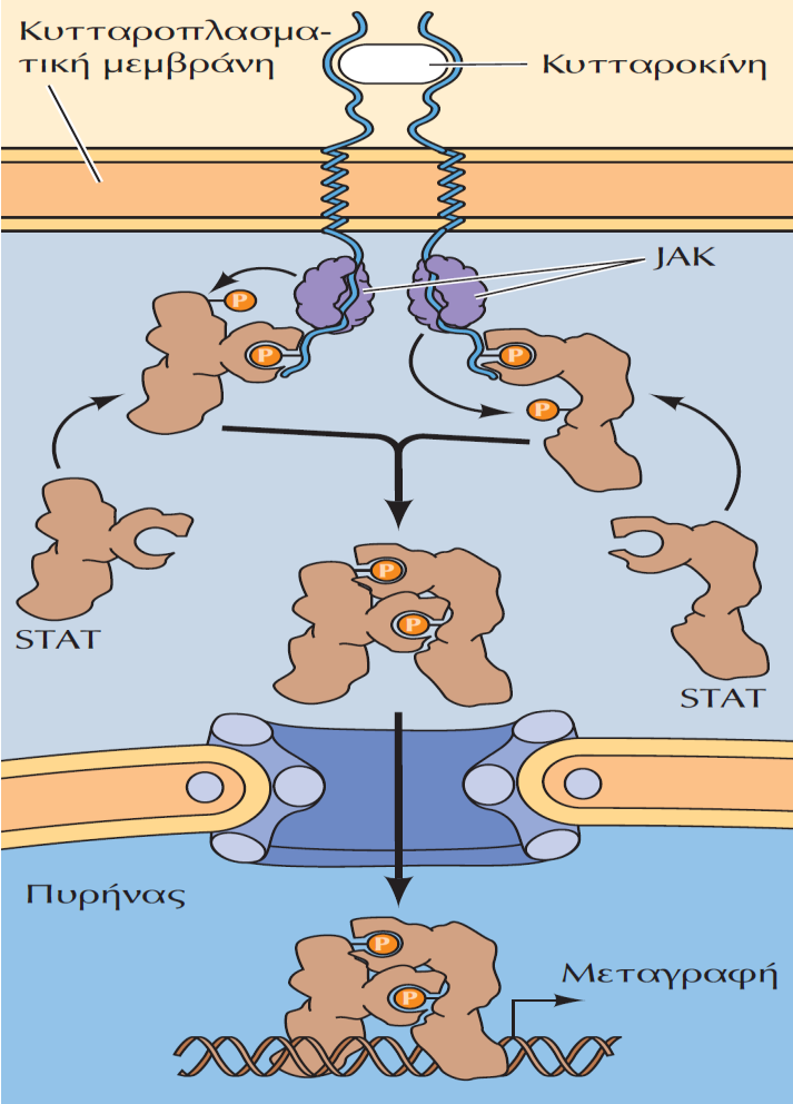 Το μονοπάτι JAK/STAT Οι πρωτεΐνες STAT είναι μεταγραφικοί παράγοντες που διαθέτουν επικράτειες SH2, μέσω των οποίων οι STAT δεσμεύονται σε θέσεις πρόσδεσης που περιέχουν φωσφοτυροσίνη.