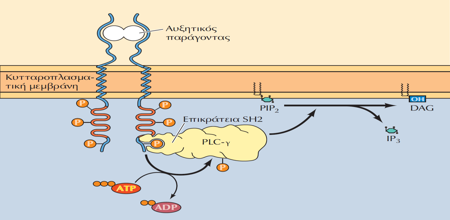 Eνεργοποίηση της φωσφολιπάσης C από κινάσες φωσφοτυροσίνης Η φωσφολιπάση C-γ (PLC-γ) προσδένεται σε ενεργοποιημένους υποδοχείς-πρωτεϊνικές κινάσες τυροσίνης