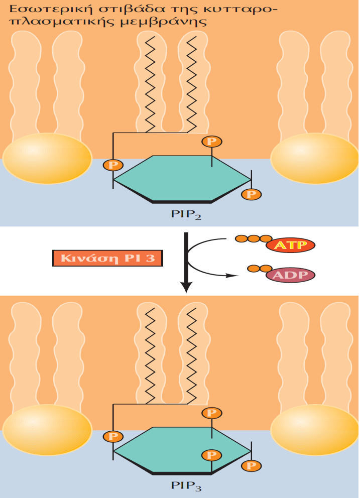 Η PIP3-κινάσες φωσφορυλιώνουν την PIP2 μετατρέποντας την σε PIP3 Η κινάση PI 3