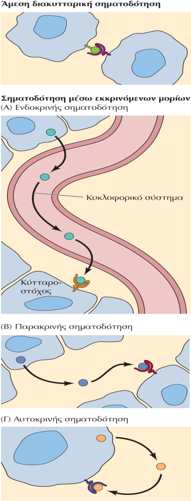 Mορφές κυτταρικής σηματοδότησης Η διακυτταρική σηματοδότηση μπορεί να συμβαίνει είτε απευθείας μέσω των επαφών μεταξύ κυττάρων είτε μέσω της δράσης εκκρινόμενων σηματοδοτικών μορίων.