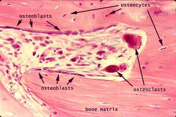 πρωτεολυτικών ενζύμων (Φουσέκης, 2015). Οι οστεοκλάστες είναι τα μόνα κύτταρα που έχουν απορροφητικές οστικές ιδιότητες.