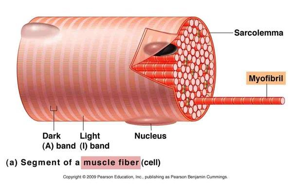 Εικόνα 3. 1Μυϊκή ίνα (Τροποποιημένη από http://www.fitnesspulse.gr/item.php?id=12909) Κάθε μυϊκή ίνα καλύπτεται από συνδετικό ιστό που ονομάζεται ενδομύιο (Φουσέκης, 2015).