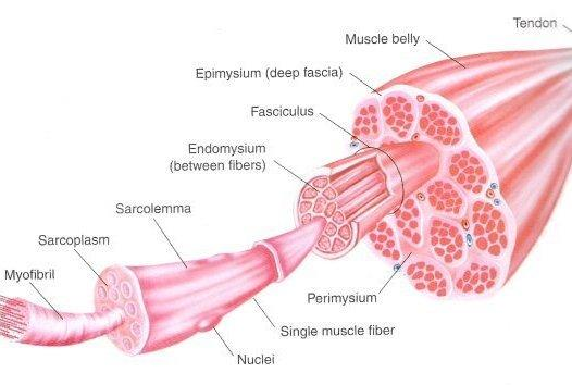 Εικόνα 3. 2 Δομή του μυός (Τροποποιημένη http://www.anasci.org/vb/bodybuildingarticles/29261-understanding-muscle-fiber-types.html) 3.