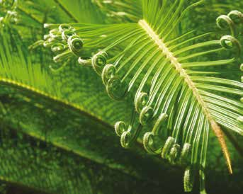 Βοτανική οσία Cycas revoluta Αμερική, Ασία Δυσκολία καιέργειας 06 ΤΣΙΚΑΣ Έχει την όψη μικρο φοίνικα, αναπτσσεται την άνοιξη, γρω από έναν μεγάλο και κτό κορμό.
