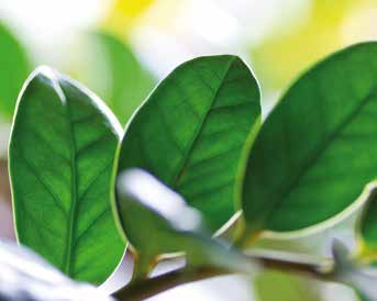 Βοτανική οσία Zamioculcas zamifolia Τροπική Αφρική Δυσκολία καιέργειας 08 ΖΑΜΙΟΚΟΥΛΚΑΣ Τροπικό φυτό με χαρακτηριστικά κάθετα κλαδιά και άκαμπτους μίσχους και φα.