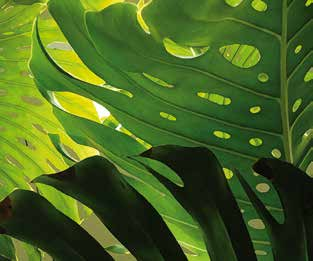 Βοτανική οσία Monstera spp. Μεξικό και Ινδία Δυσκολία καιέργειας 07 MONΣΤΕΡΑ Αειθαλές φυτό με κριά αναρριχητικά κλαδιά και ξυλώδη κορμό.