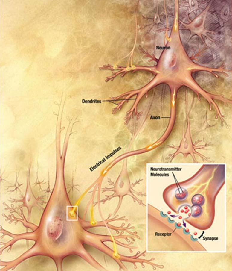 νευρωνικά δίκτυα του κεντρικού νευρικού συστήματος κι όχι τόσο από την καταστροφή των νευρώνων. Εικόνα 3 : Βιολογικός νευρώνας.