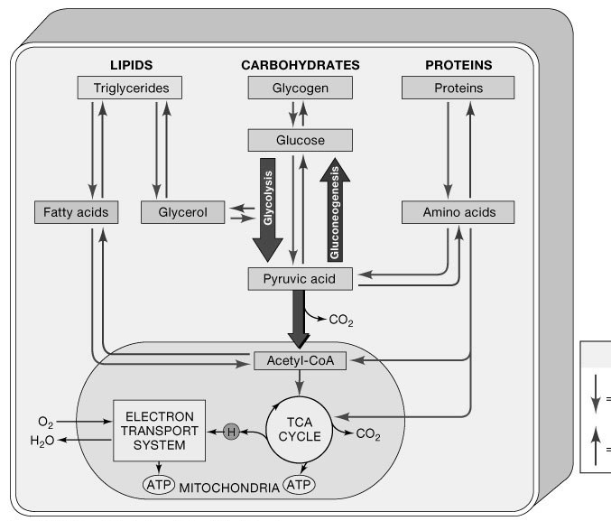 vezava z regulatornim proteinom prisotnost encima v določenem celičnem razdelku Uravnavanje metaboličnih procesov sinteza ENCIM razgradnja Na ravni celice- uravnavanje celičnega metabolizma glede na