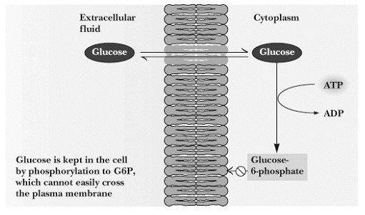zunajcelična tekočina citoplazma Glikoliza : (anaerobni) metabolizem glukoze The glycolytic pathway phosphohexose hexokinase isomerase H H H C H C H H C 3 4 2 glucose 2 6-phosphatase glucose glucose
