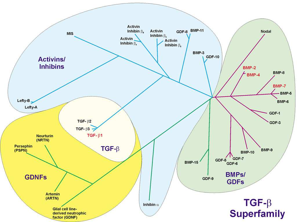 Υπεροικογένεια TGF-β (Transforming Growth Factor Beta) πρωτεϊνών Η υπεροικογένεια των TGF-β πρωτεϊνών, η οποία πήρε την ονοµασία της από το πρώτο µέλος της TGF-β1 που περιγράφηκε για πρώτη φορά το