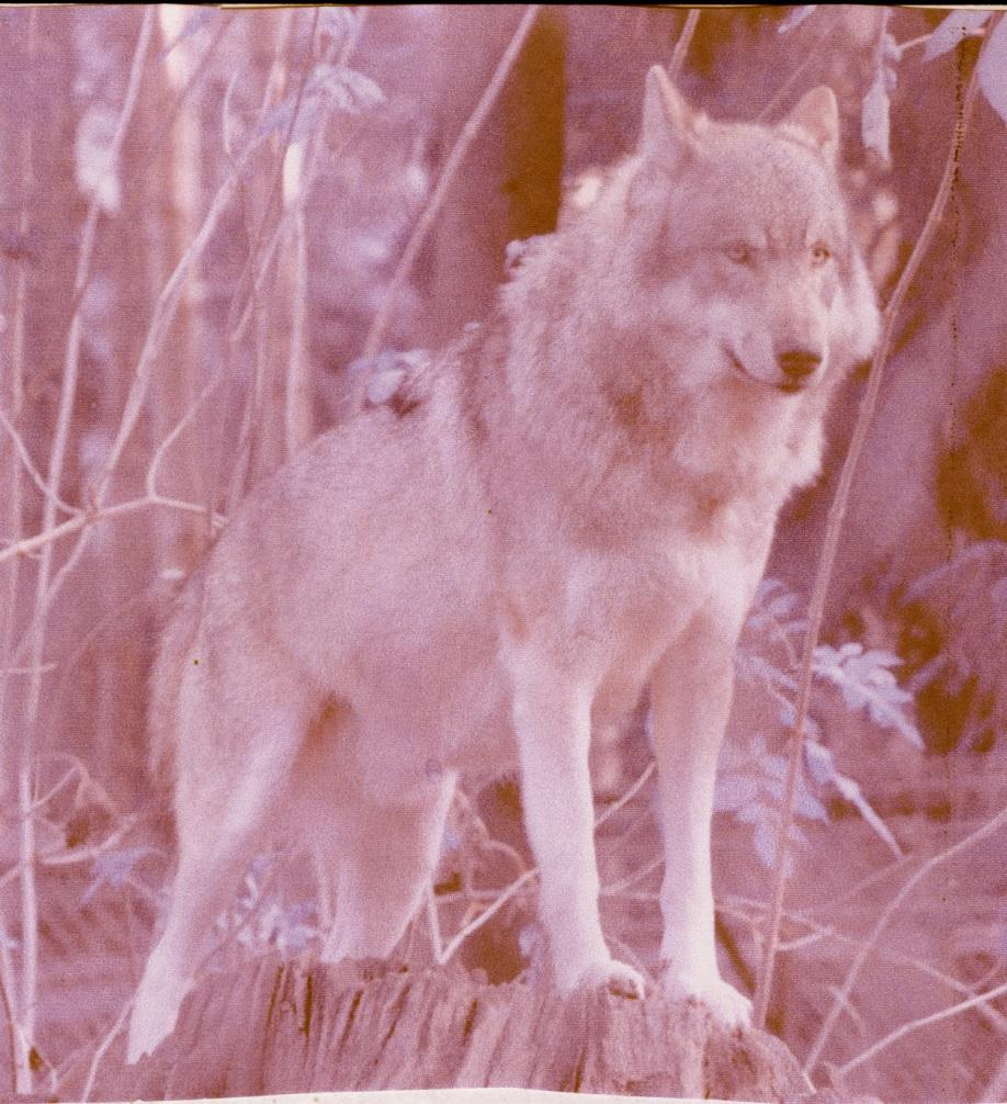 + Ο λύκος Είναι θηλαστικό της οικογένειας των Σαρκοφάγων. Έχει κοινή καταγωγή με τον σκύλο και θεωρείται πρόγονός του.