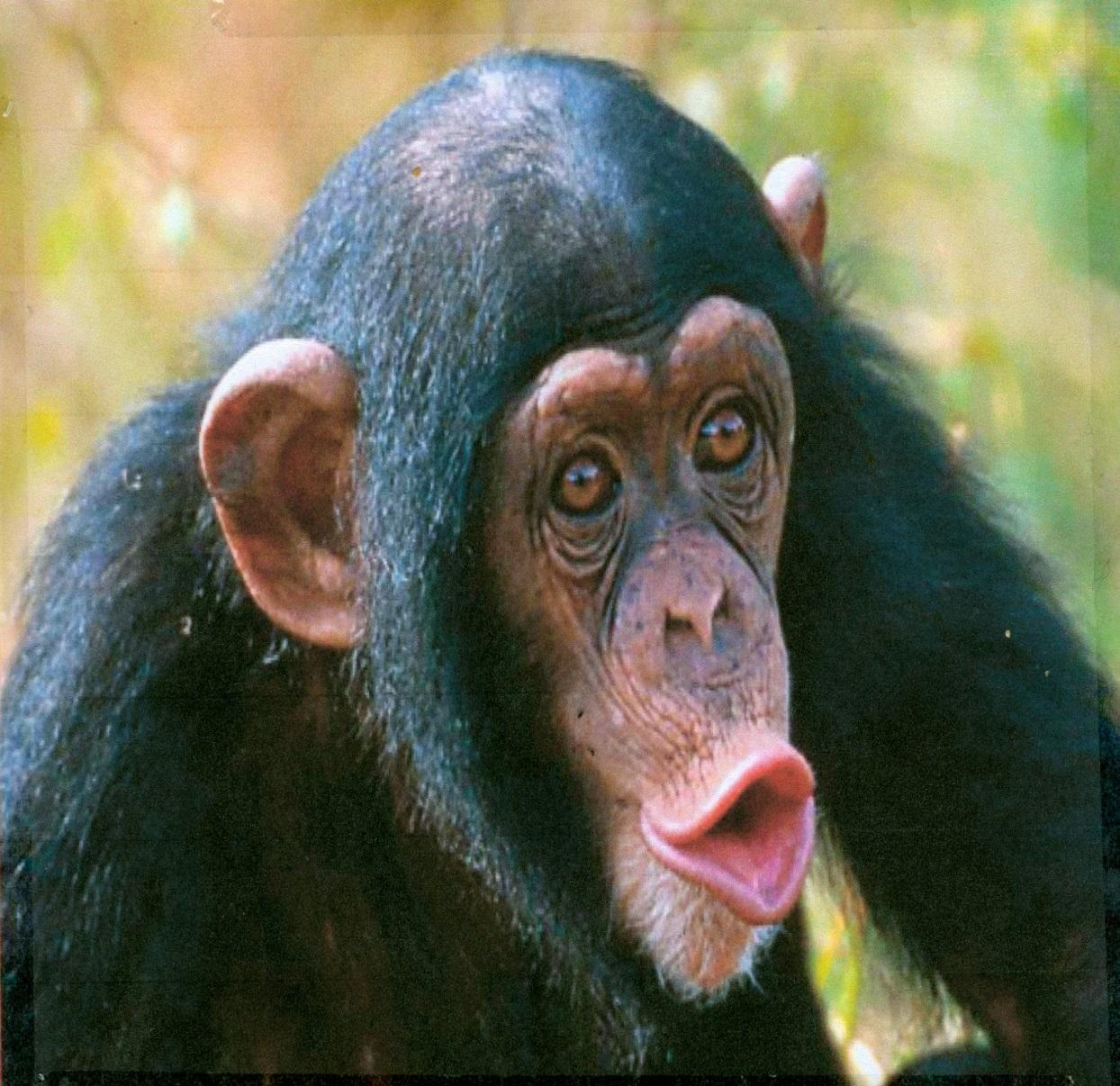 + Ο πίθηκος Οι πίθηκοι είναι ικανότατοι στην αναρρίχηση σε δέντρα.