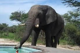 + Ο ελέφαντας Είναι το μεγαλύτερο ζώο της στεριάς. Ζει στην Ασία και στην Αφρική σε τροπικά δάση και σαβάνες.