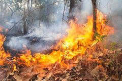 ορισμένων φυσικών τύπων οικοτόπων (habitats) κοινοτικού