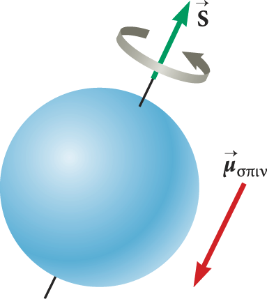 Το σπιν των ηλεκτρονίων Το ηλεκτρόνιο (όπως και άλλα σωµατίδια) έχει µια εγγενή ιδιότητα που ονοµάζεται σπιν, η οποία επίσης συνεισφέρει στη µαγνητική ροπή του.
