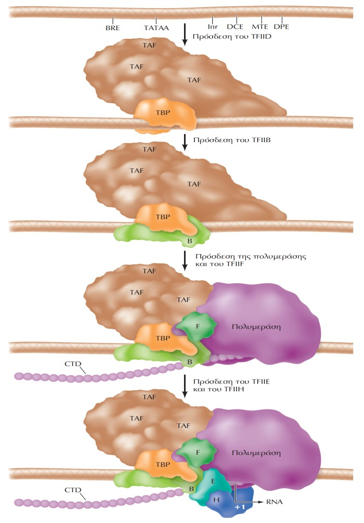 H ευκαρυωτική RNA πολυμεράση II και οι γενικοί μεταγραφικοί παράγοντες H ευκαρυωτική RNA πολυμεράση II χρειάζεται τους γενικούς μεταγραφικούς παράγοντες τόσο για την αναγνώριση των υποκινητών όσο και