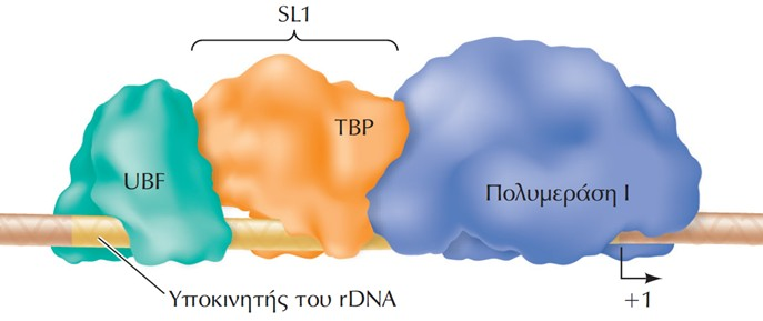 Οι ευκαρυωτικές RNA
