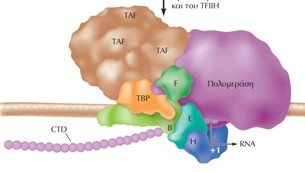 πολυμεράση I RNA