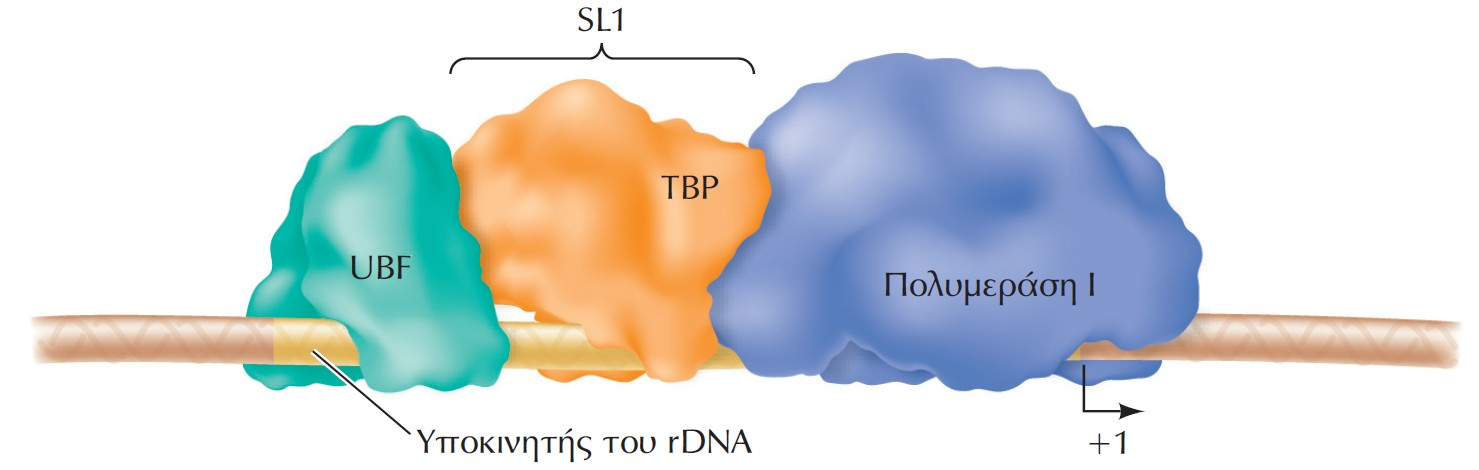 Αναγνώριση υποκινητών από την RNA πολυμεράση Ι Ακαδημαϊκές Εκδόσεις 2011.
