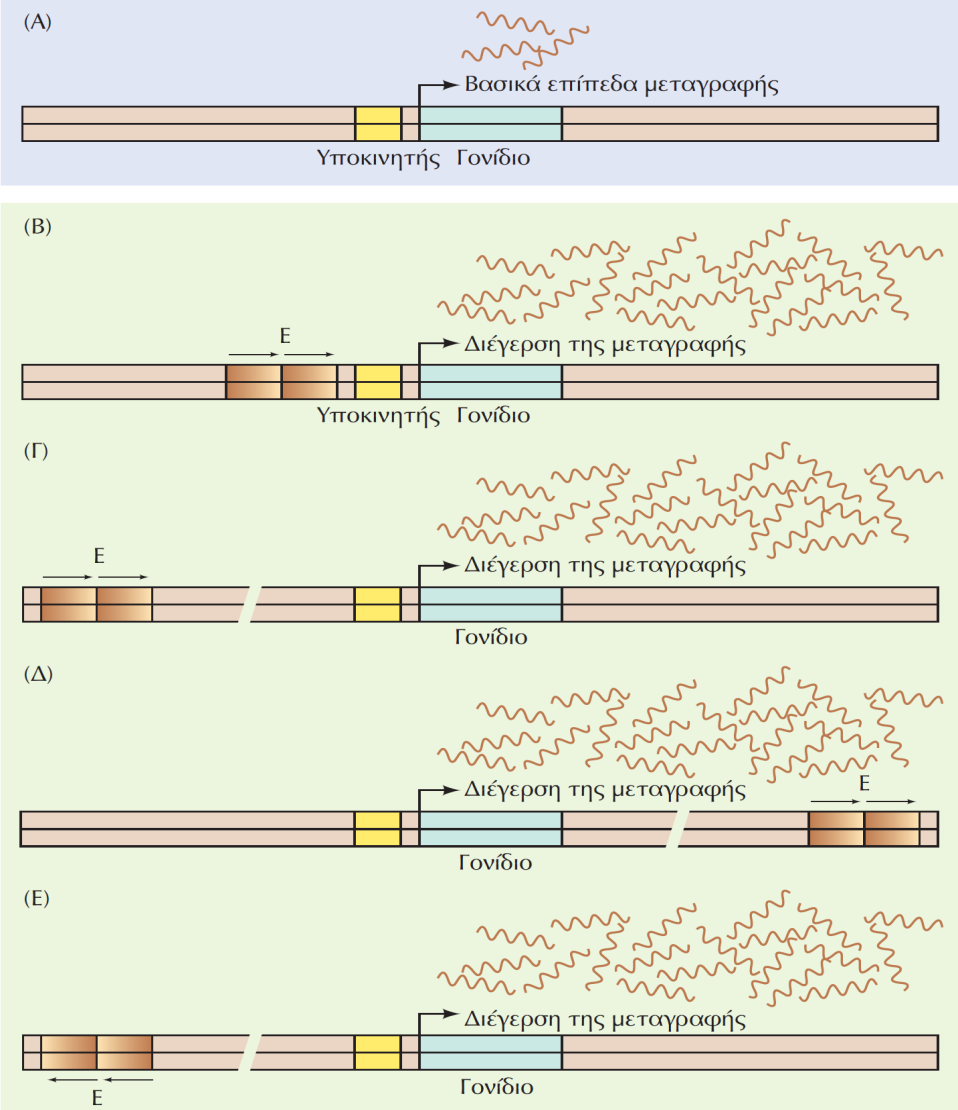 Ενισχυτές Ακαδημαϊκές Εκδόσεις 2011. Το Κύτταρο-Μία Μοριακή Προσέγγιση (Α) Χωρίς τη δράση ενός ενισχυτή, ένα γονίδιο μεταγράφεται σε χαμηλά επίπεδα.