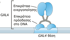 Θετική ρύθμιση της ευκαρυωτικής μεταγραφής Οι ευκαρυωτικοί μεταγραφικοί ενεργοποιητές είναι συχν