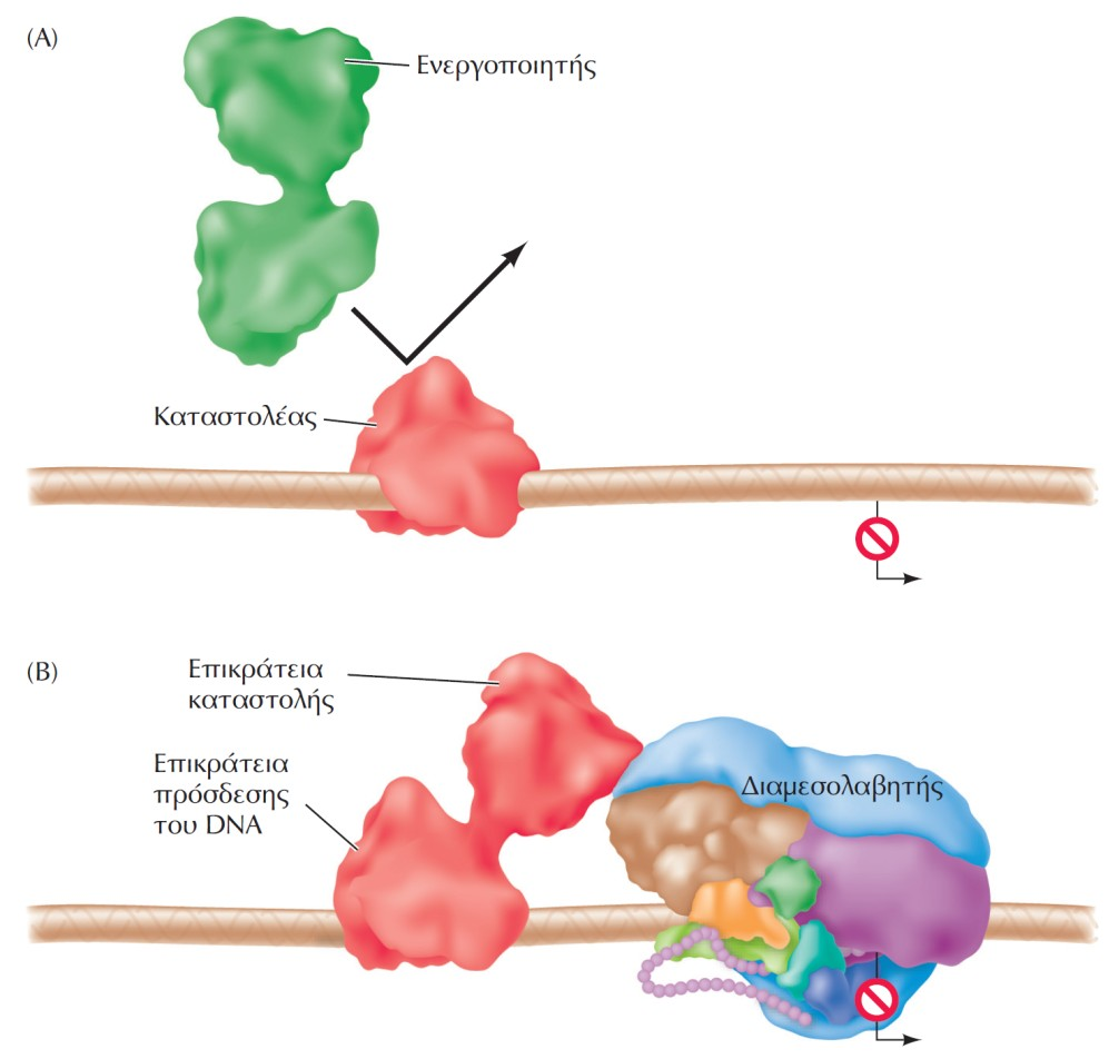 Αρνητική ρύθμιση της ευκαρυωτικής μεταγραφής (Α) Μερικοί καταστολείς εμποδίζουν την πρόσδεση ενεργοποιητών σε ρυθμιστικές αλληλουχίες.