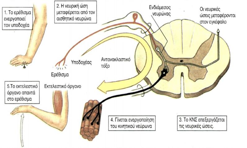 ονομάζονται κινητικές ή φυγόκεντρες, ενώ αυτές που μεταφέρουν νευρικές ώσεις από την περιφέρεια στο ΚΝΣ ονομάζονται αισθητικές ή κεντρομόλοι (Pomfrett, 2005).