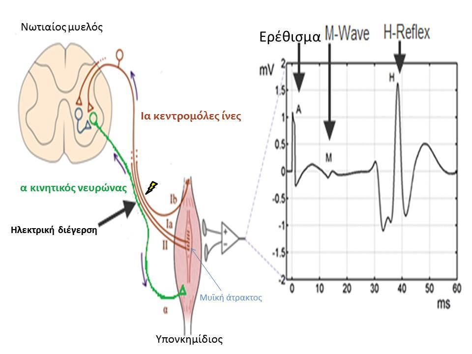 Σχήμα 3: Το νευρικό δίκτυο του H reflex. Πηγή: Τροποποιημένο από Mezzarane et al.