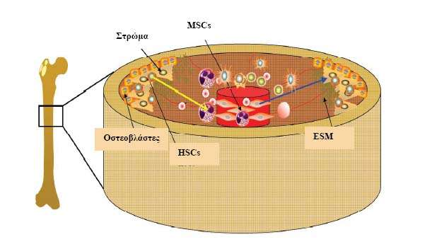 Εγκάρσια τομή ιστού που δείχνει τις θέσεις των κυττάρων. Κοντά στο ενδόστεο υπάρχουν τα αρχέγονα αιμοποιητικά κύτταρα (HSCs) που αλληλεπιδρούν με το στρώμα του μυελού των οστών.