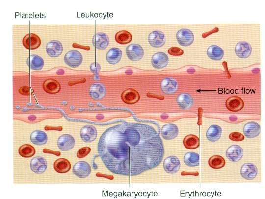 Σχηματική παράσταση που δείχνει τη δίοδο ερυθροκυττάρων, λευκοκυττάρων και αιμοπεταλίων διαμέσου τριχοειδικού κολποειδούς του μυελού των οστών Είσοδος των ερυθροκυττάρων στο κολποειδές λόγω της