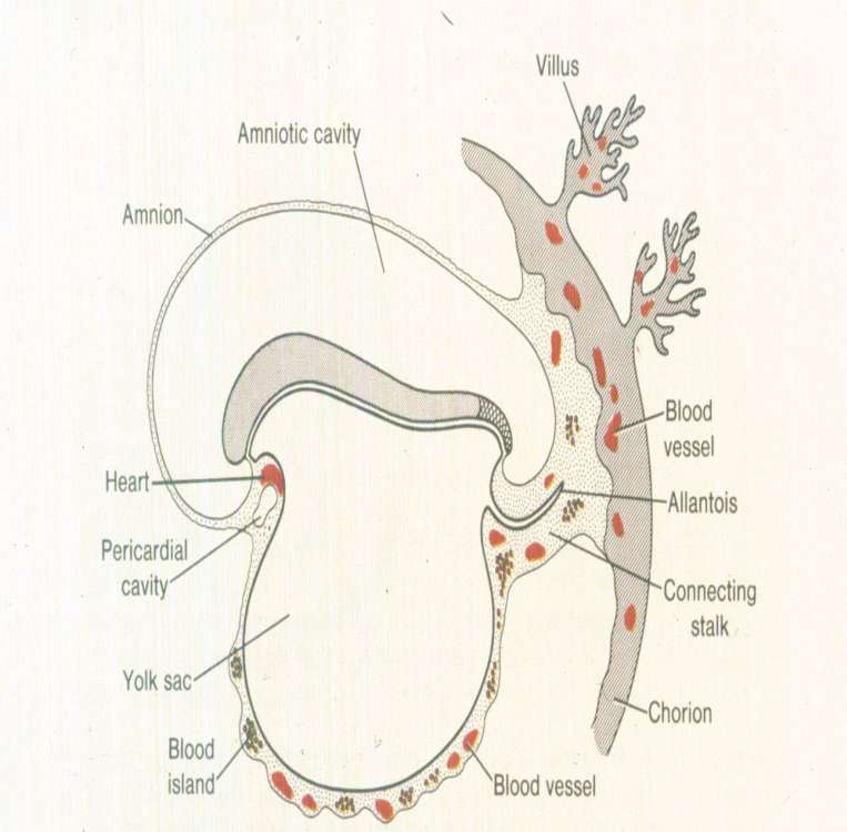 Σχηματισμός εξωεμβρυϊκών αιμοφόρων αγγείων στις λάχνες, στο χόριο στο συνδετικό μίσχο και στο τοίχωμα του λεκιθικού ασκού σε