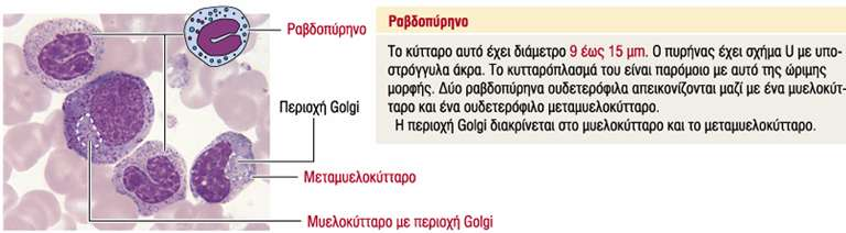 (5).Ραβδοπύρηνο Πεταλοειδής πυρήνας.